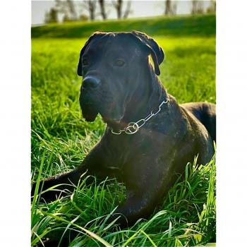 Collar para Perro Hs Sprenger medio (55 cm) - Collar de adiestramiento, acero inoxidable, tamaño 55 cm, diseño ergonómico, adecuado para perros medianos
