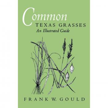 Illustrated Guide to Common Texas Grasses: Identification and Characteristics