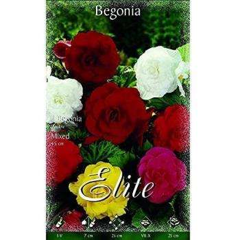 Bulbo Begonia doble mezcla 3 unidades