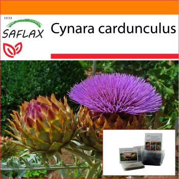 SAFLAX - Jardim no Saco - Cardo / Alcachofra Espanhola - 50 sementes - Com substrato em um saco de pé adequado - Cynara cardunculus