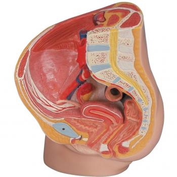 3B Scientific MAH10 Pelvis Femenina Medart