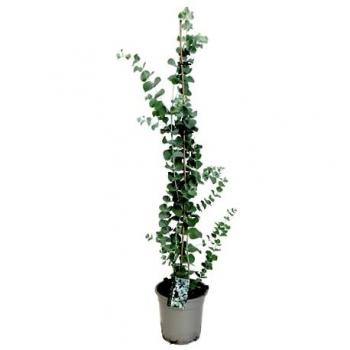 Eucalipto Rustique en Maceta de 19cm - Altura 100-110cm