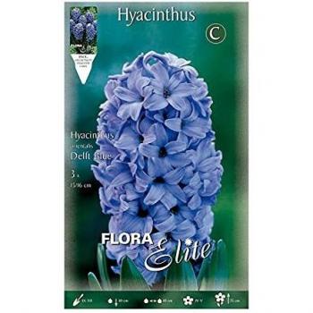 Bulbo Jacinto Azul Élite 3 unidades