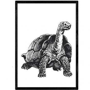 Lámina de Tortuga en Blanco y Negro - Poster de Animales Tamaño A3