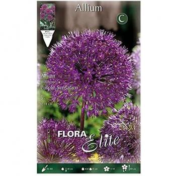 Bulbo Allium aflatunense púrpura Élite 5 unidades