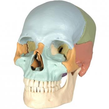 ruediger Anatomía a229.2 ranuras cráneo Modelo, 18 piezas, pastellfarbene hueso