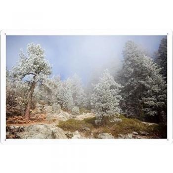 Metal cartel Cartel de chapa Hojalata sesión Trees Coniferous Stones Fog Landscape 46735 Retro Vintage Pared Decoración by hamgaacaan