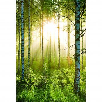 1Wall WTD Deco murales' Forest ' 232 x 158 cm