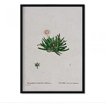 Lámina Acuarela Naturaleza 111 - Póster Ilustraciones Pierre-Joseph Redouté A3 Sin Marco