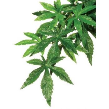 Exo Terra Planta de Seda Abuliton