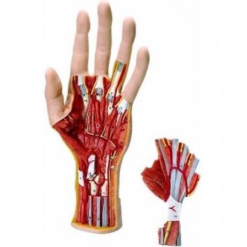 3B Scientific M18 Modelo de anatomía humana Modelo de la Estructura de la Mano, desmontable En 3 Piezas + software de anatomía gratuito - 3B Smart Anatomy