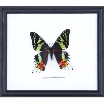 La green-banded Urania mariposa Real