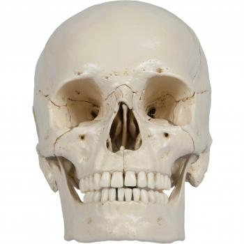 ruediger Anatomía A229 ranuras cráneo Modelo, 18 piezas), color beige