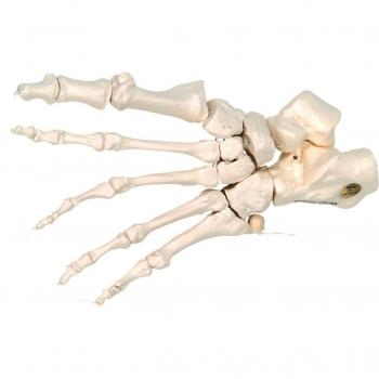 3B Scientific A30/2 Modelo de anatomía humana Esqueleto del Pie Ensartado En Forma Suelta En Nylon + software de anatomía gratuito - 3B Smart Anatomy