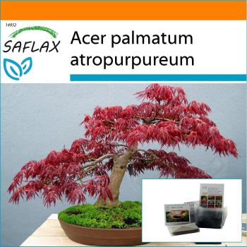 SAFLAX - Jardín en la Bolsa - Bonsái - Arce Rojo Japonés (Acer palmatum) - 20 Semillas con Sustrato en un Saco de Pé Adecuado