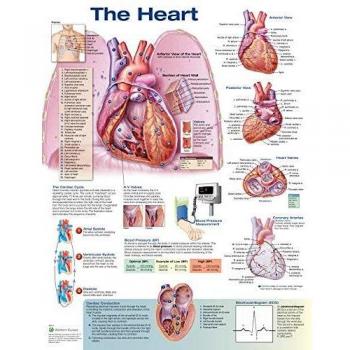 The Heart