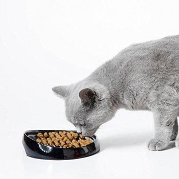 Comedero Savic Whisker para Gato Persa - Antideslizante y de Diseño Ergonómico