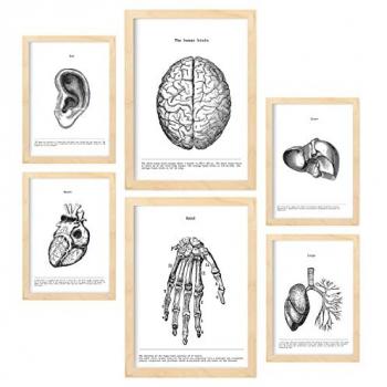 Set de 6 Posters Órganos con Estética Collage para Decoración de Interiores - Tamaños A3 y A4 con Marco de Madera Clara