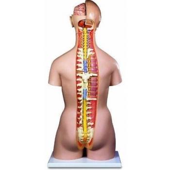 3B Scientific B17 Modelo de anatomía humana Torso Clásico Asexuado Con Espalda Abierta, 21 Partes + software de anatomía gratuito - 3B Smart Anatomy