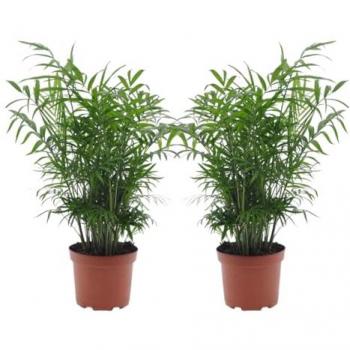 Juego de 2 Chamaedorea elegans en maceta de 17 cm - Altura de 50-60 cm