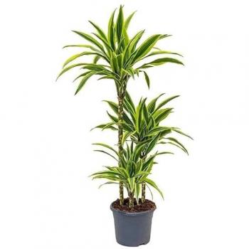 Planta Dracaena Deremensis Lemon Lime Grande en Maceta Ø 22 cm | Decorativa y de Fácil Cultivo | Altura 120-140 cm