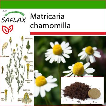 SAFLAX - Semillas de Manzanilla (Matricaria chamomilla) - 300 semillas - Incluye sustrato para mejor cultivo