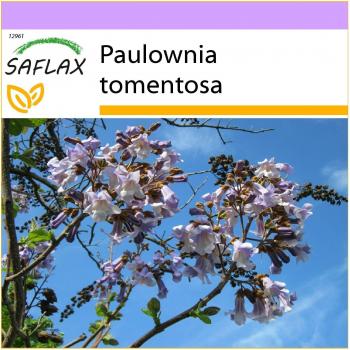 Saflax - Princess Tree - 200 semillas - Paulownia tomentosa