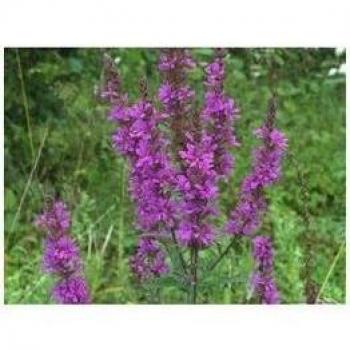 Pinisan Salicaria 40g
