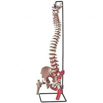 La empresa Gima 40131 modelo columna vertebral, con el fémur Músculo