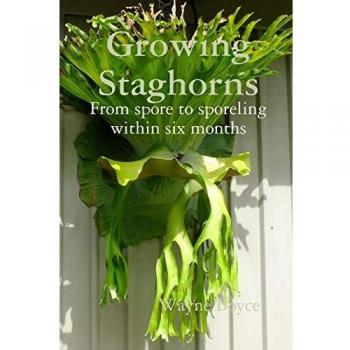 Growing Staghorns from spore