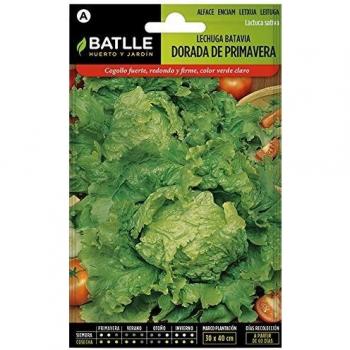 Lechuga BATAVIA DORADA PRIMAVERA