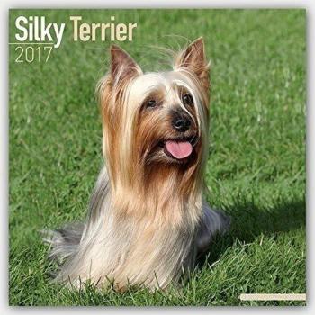 Silky Terrier Calendar 2017