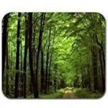 Deep In The Forest Thick Green Vegetation Tree Nature Mouse Pad Mat