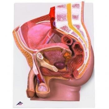 3B Scientific H11 Modelo de anatomía humana Pelvis Masculina, 2 Piezas + software de anatomía gratuito - 3B Smart Anatomy