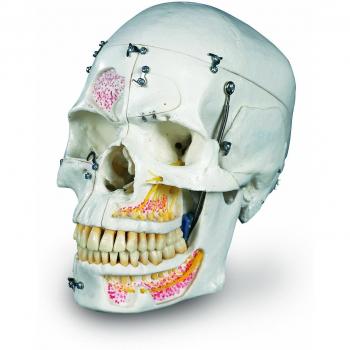 3B Scientific A27 Modelo de anatomía humana Cráneo de demostración de Lujo, 10 Partes + software de anatomía gratuito - 3B Smart Anatomy
