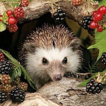 ambiente Servilletas Almuerzo/Fiesta/aprox. 33x 33cm Otoño-Autumn-Hedgehog-Erizo-balckbe Fresas-Moras