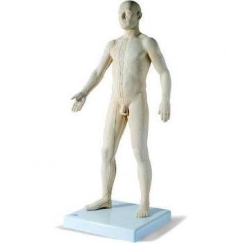 3B Scientific N30 Modelo de Acupuntura Masculino