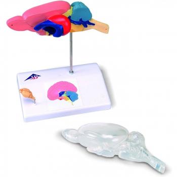 3B Scientific C29 Cerebro de Rata Para Comparación de Anatomía