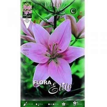 Bulbo Lilium asiatic rosa 2 unidades