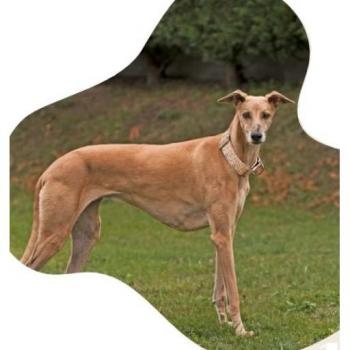 Bull Collar para Galgo Tribu - Collar para perros galgos, hecho de materiales resistentes y duraderos, diseño ergonómico que proporciona comodidad, disponible en varios tamaños y colores, fácil de ajustar y limpiar