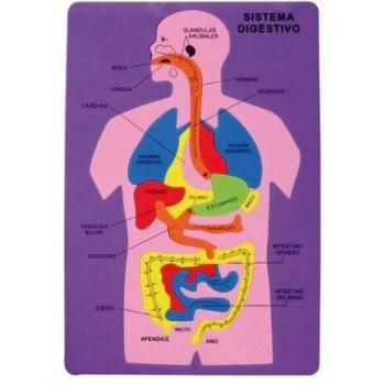 Smart Puzzles Goma Eva Sistema Digestivo