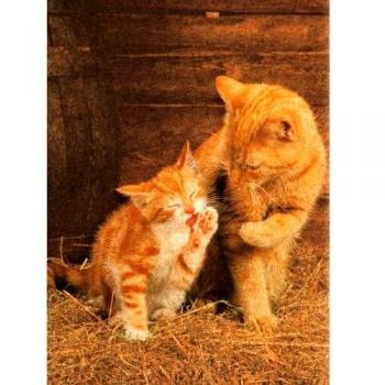 Ginger Cats 500-Piece Cork Puzzle