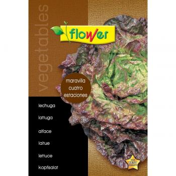 Flower Sobre semillas lechuga