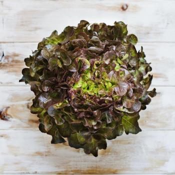 Semillas de ensalada de lechuga roja - Lactuca sativa