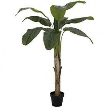 EUROPALMS Árbol de Plátano, 145 cm