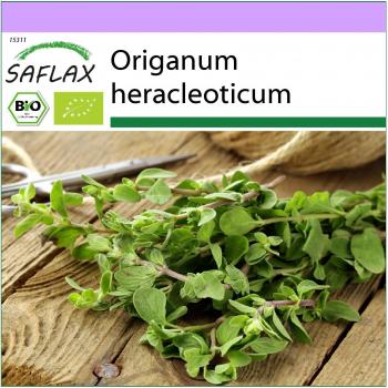 SAFLAX - Orgánico - Orégano - 1500 semillas - Origanum heracleoticum