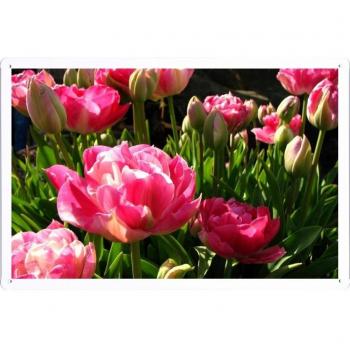 Metal cartel Cartel de chapa Hojalata sesión Flower Tin Sign Tulips Flowers Flowing Green 33468 Retro Vintage Pared Decoración by hamgaacaan