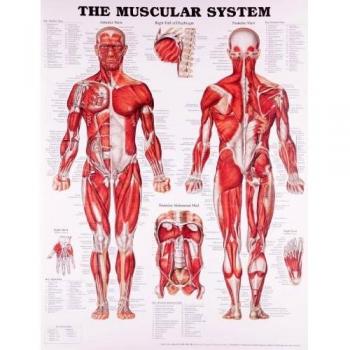 Gráfico anatómico del sistema muscular