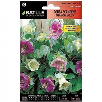 Semillas de Flores - Cobea Scandens trepadora violeta - Batlle