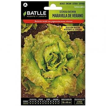 Semillas Hortícolas - Lechuga Batavia Maravilla de Verano sel. Maresme - Batlle